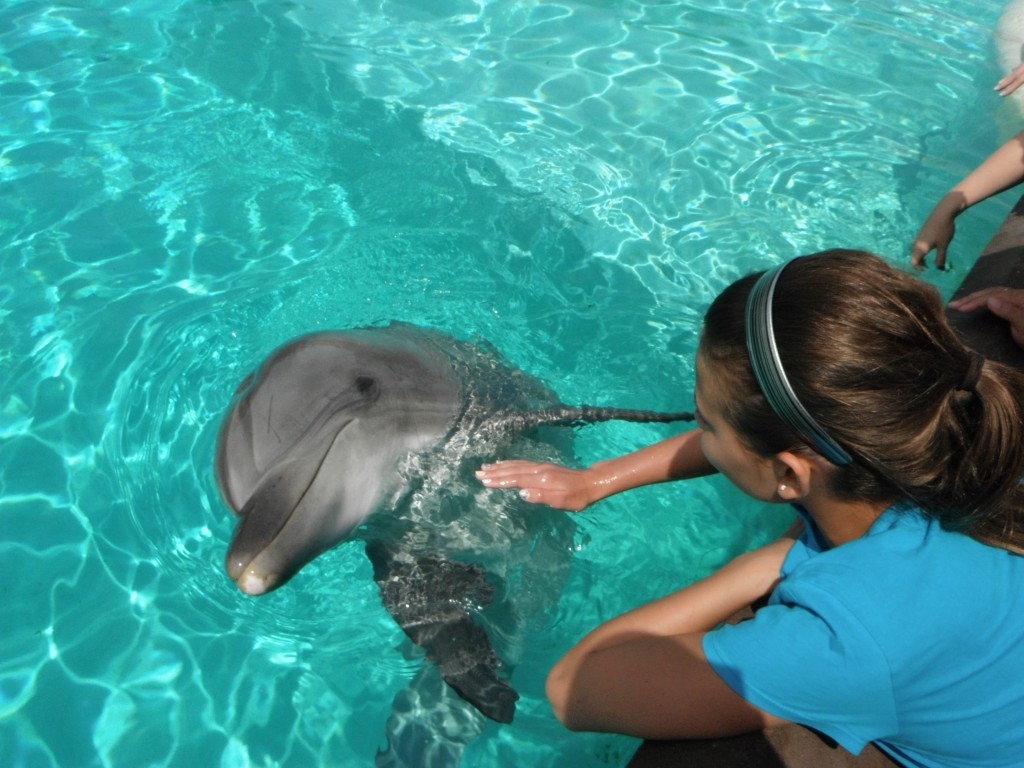 sea world dolphins