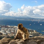 Barbary macaque monkey Gibraltar