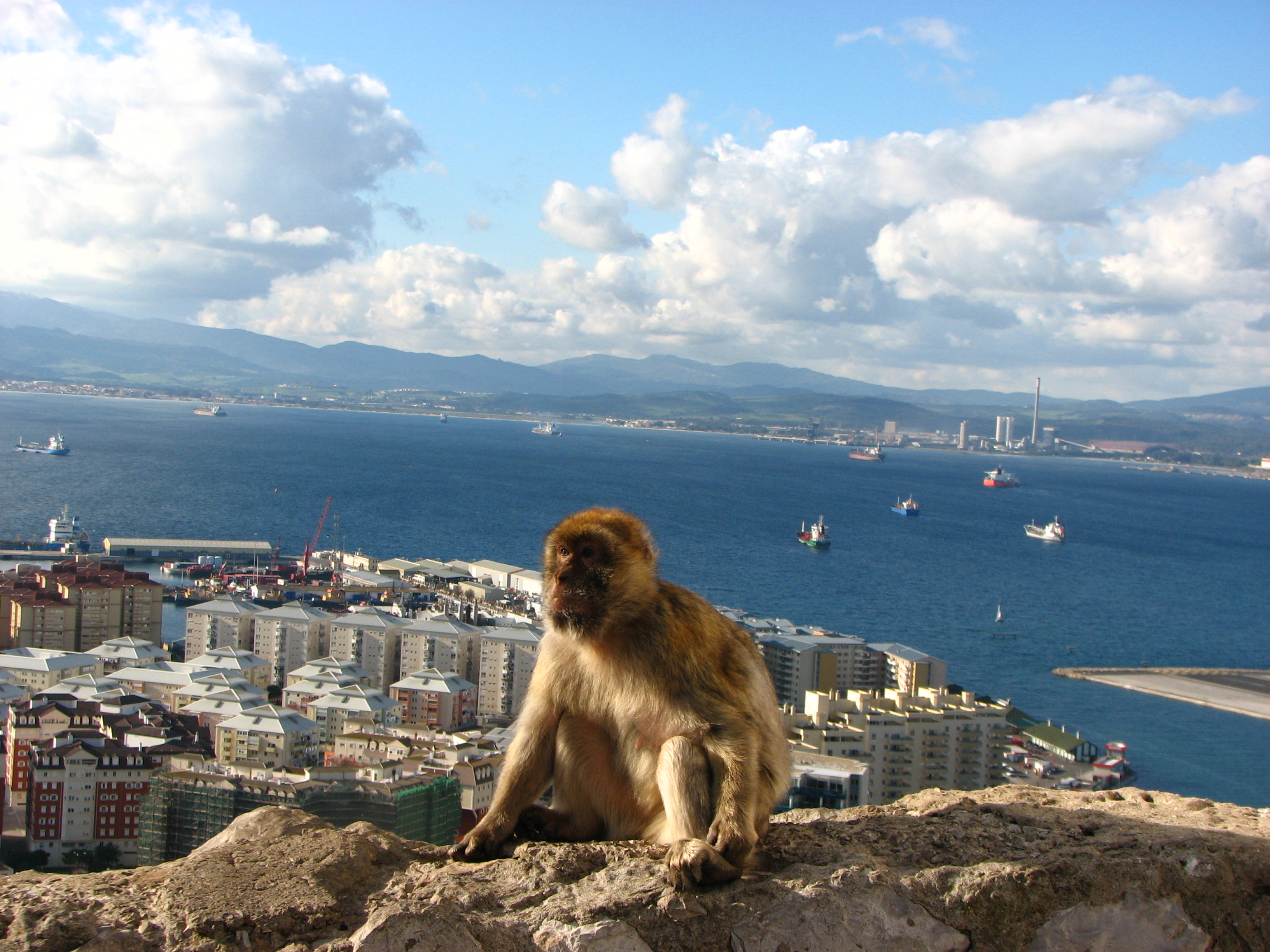 Barbary macaque monkey Gibraltar