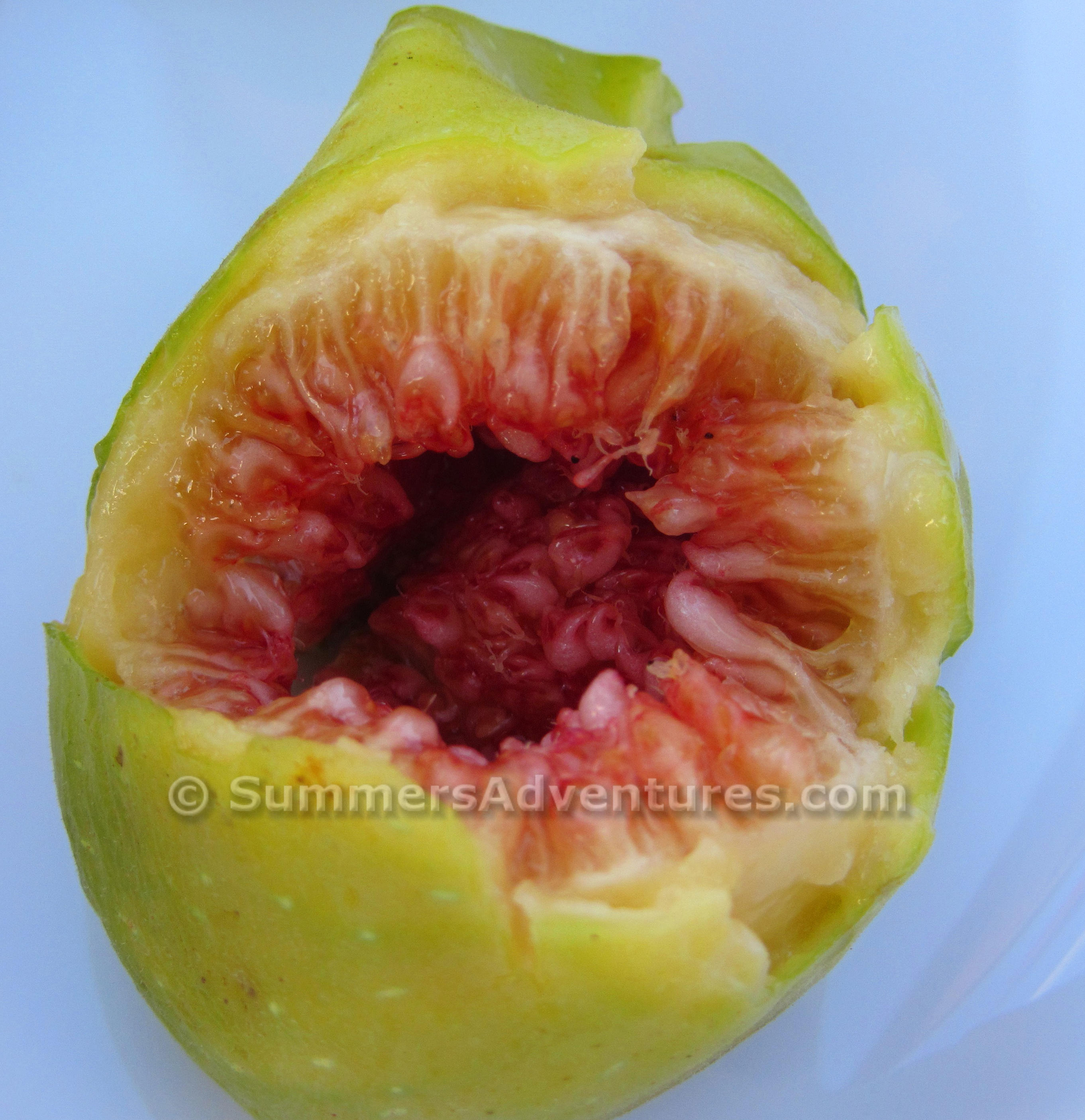 inside of a fig