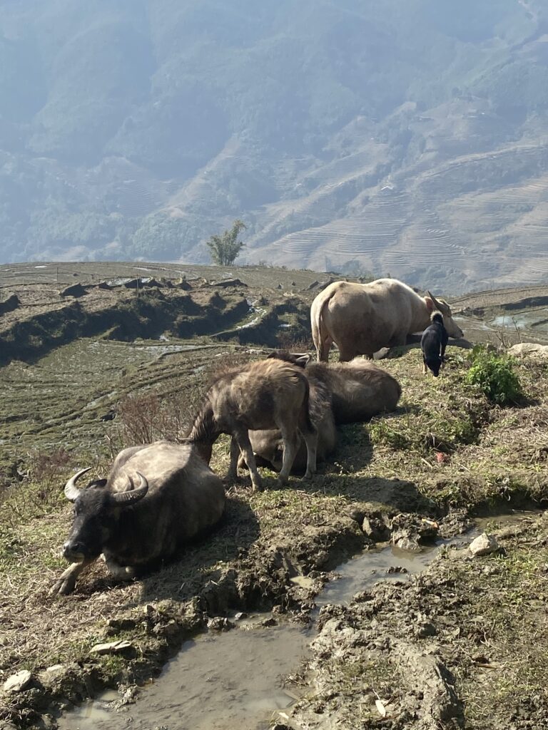 Water Buffalo Sa Pa