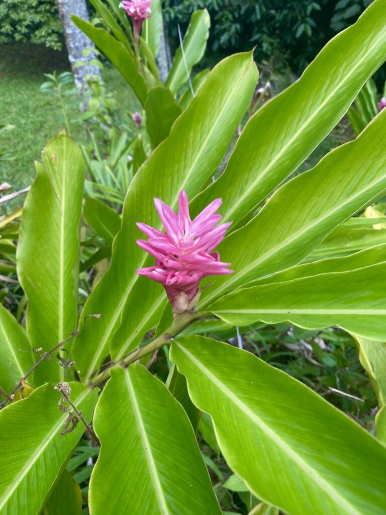 Botanical Garden Oahu 